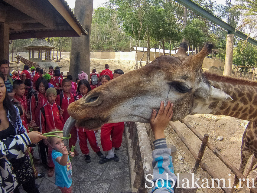 Зоопарк в Чиангмае: фото, видео, карта, отзывы