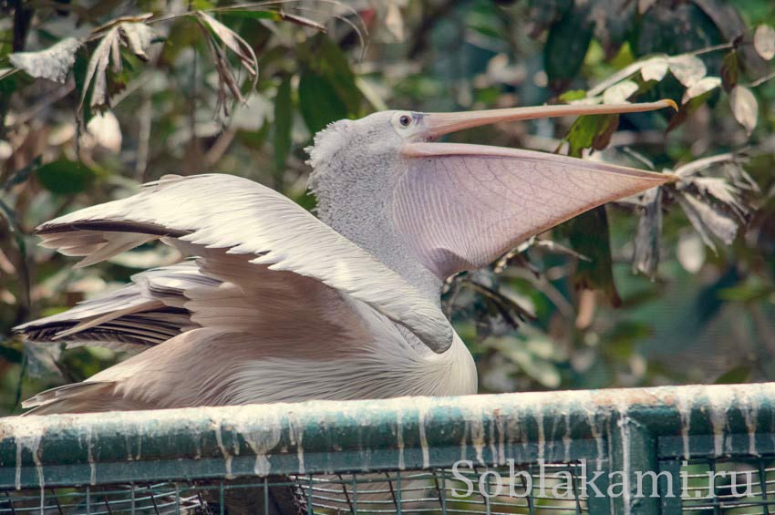 Парк птиц в Куала-Лумпуре, фото