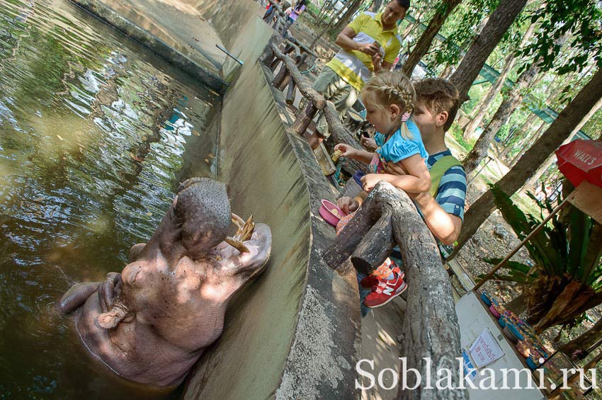 зоопарк в Чиангмае
