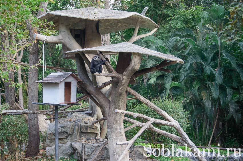 зоопарк в Чиангмае
