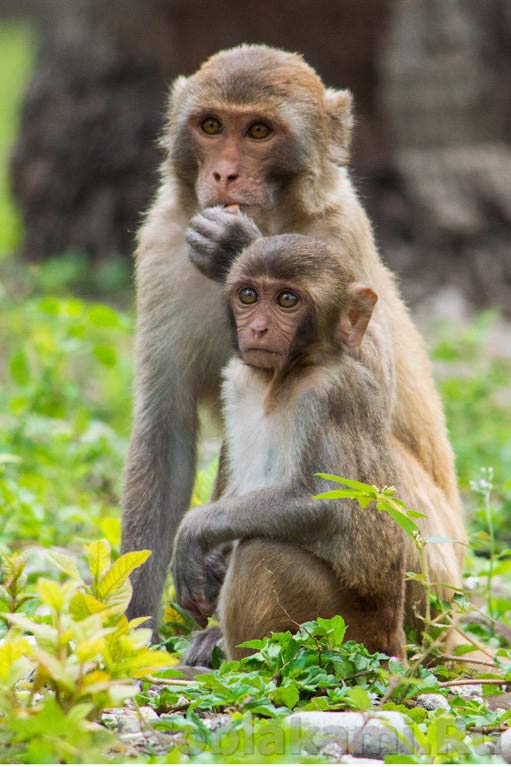 обезьянки на "Острове обезьян" в Нячанге